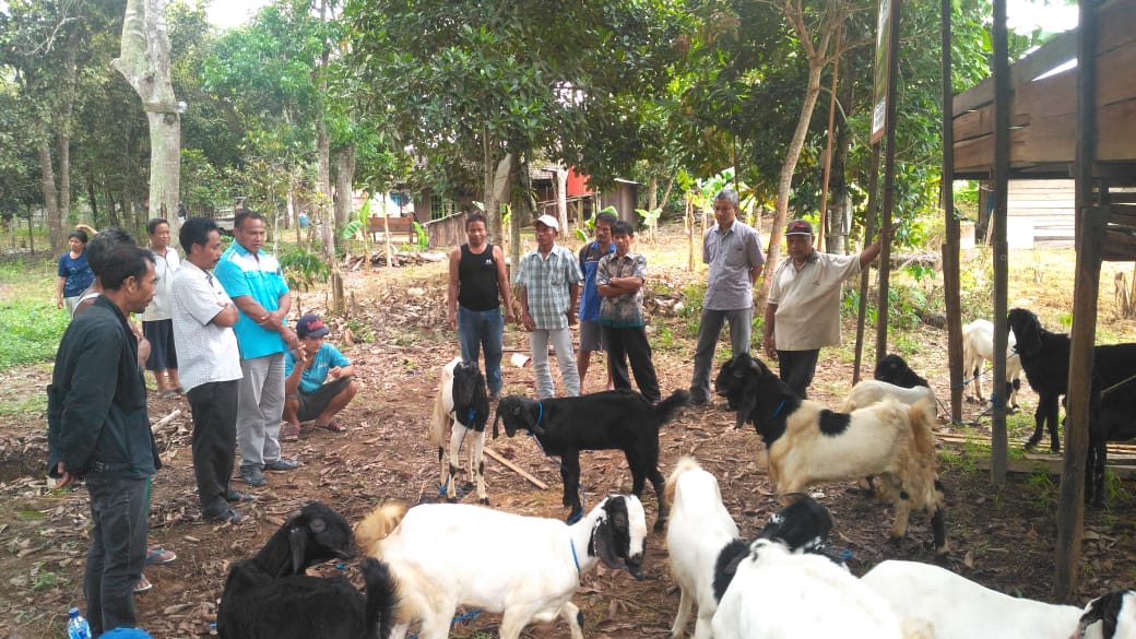 KEPEDULIAN : Bentuk komitmen PT Surya Hutani Jaya berupa ternak kambing Etawa yang di berikan kepada kelompok tani Budi Dharma Desa Mekar Jaya Kecamatan Sebulu, Kabupaten Kutai Kartanegara