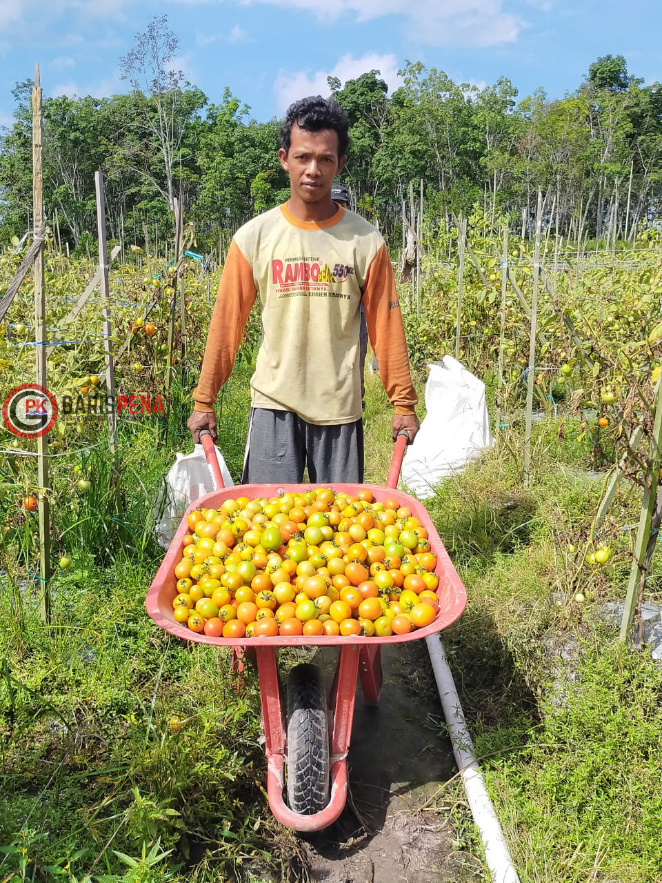 SUKSES : Salah satu petani dari kelompok tani Sumber Rezeki Desa Manunggal Daya saat memanen buah tomat berkat binaan PT Surya Hutani Jaya.