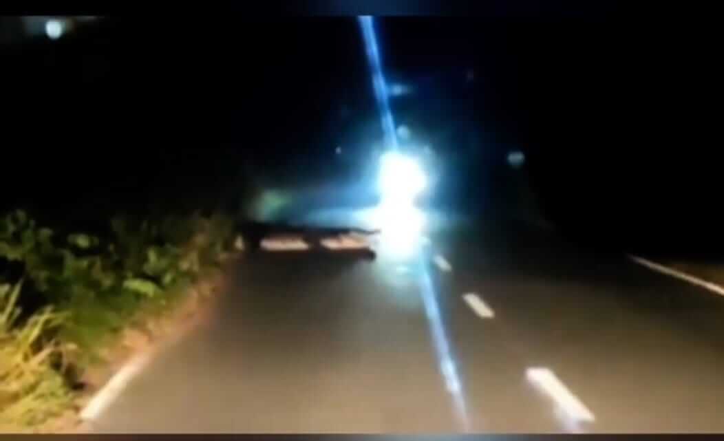 Foto :  Tangkapan layar video penampakan buaya yang sedang bertengger di tengah jalan poros di Kukar (Istimewa)