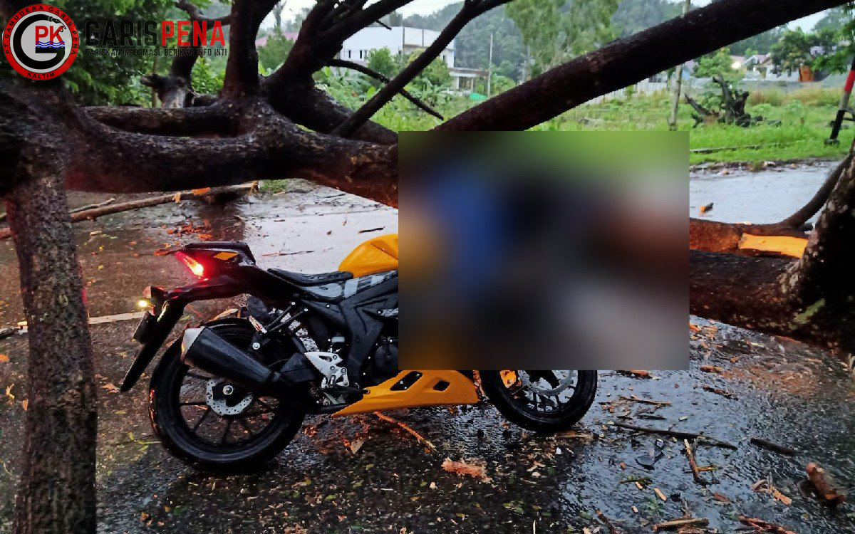 Foto: Pengendara motor tewas tertimpa pohon tumbang di Samarinda (Istimewa)