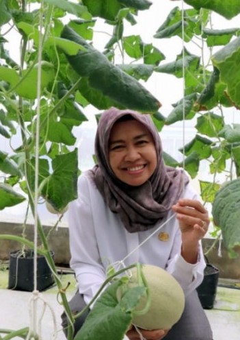 KOMODITAS: Siti Farisyah Yana saat memetik melon hasil budi daya di lahan milik UPTD BPPSDMP.