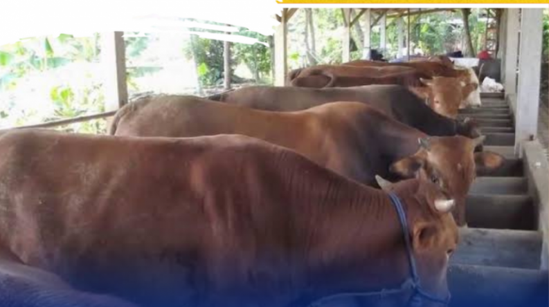 JAGA HEWAN: Awasi Herwan Ternak Terhadap Kasus PMK