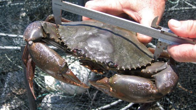 Foto ilustrasi kepiting.