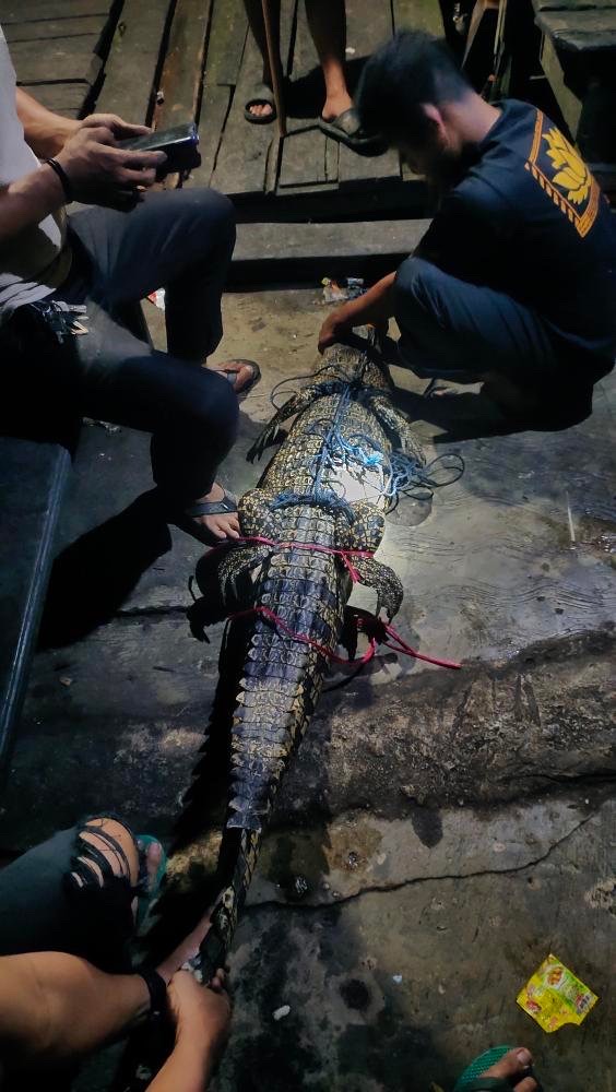 FOTO : Warga sedang amankan buaya (istimewa)