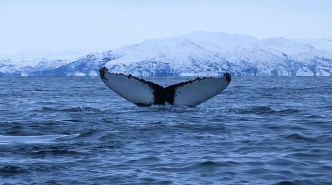 Ilustrasi. Paus punya peran penting dalam menahan laju pemanasan global. (Olivier MORIN / AFP)