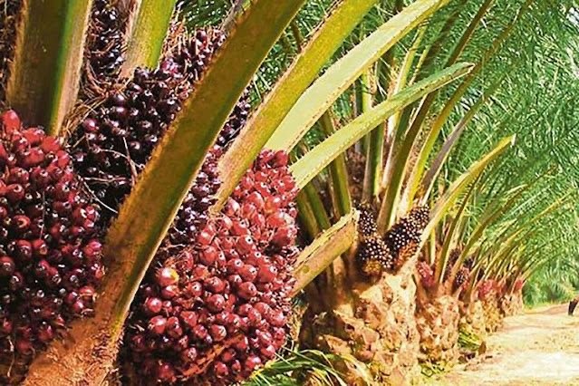 MERANGKAK NAIK: Harga TBS kelapa sawit di Kaltim terus meningkat, diharapkan berdampak positif kepada kesejahteraan para petani.