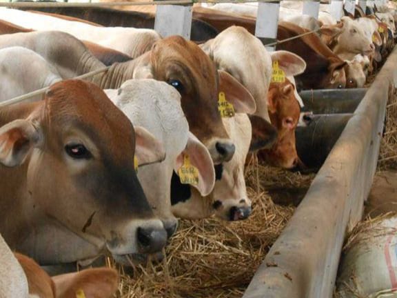 Ilustrasi Peternakan Sapi