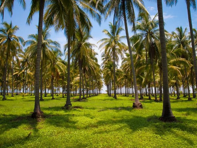 Ilustrasi Perkebunan Kelapa