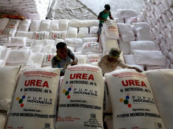 ilustrasi Pupuk