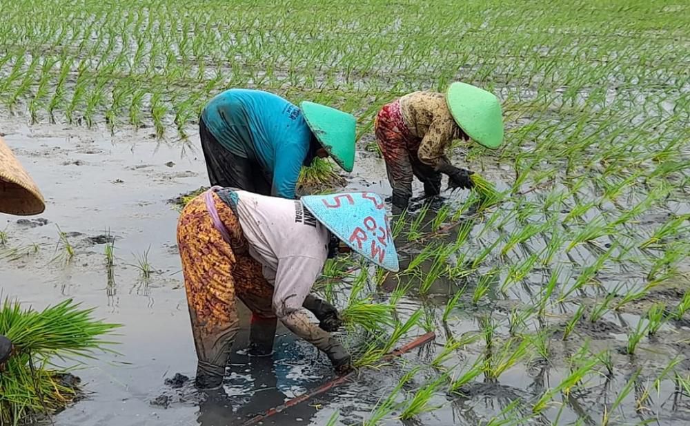 Ilustrasi petani. (istimewa)